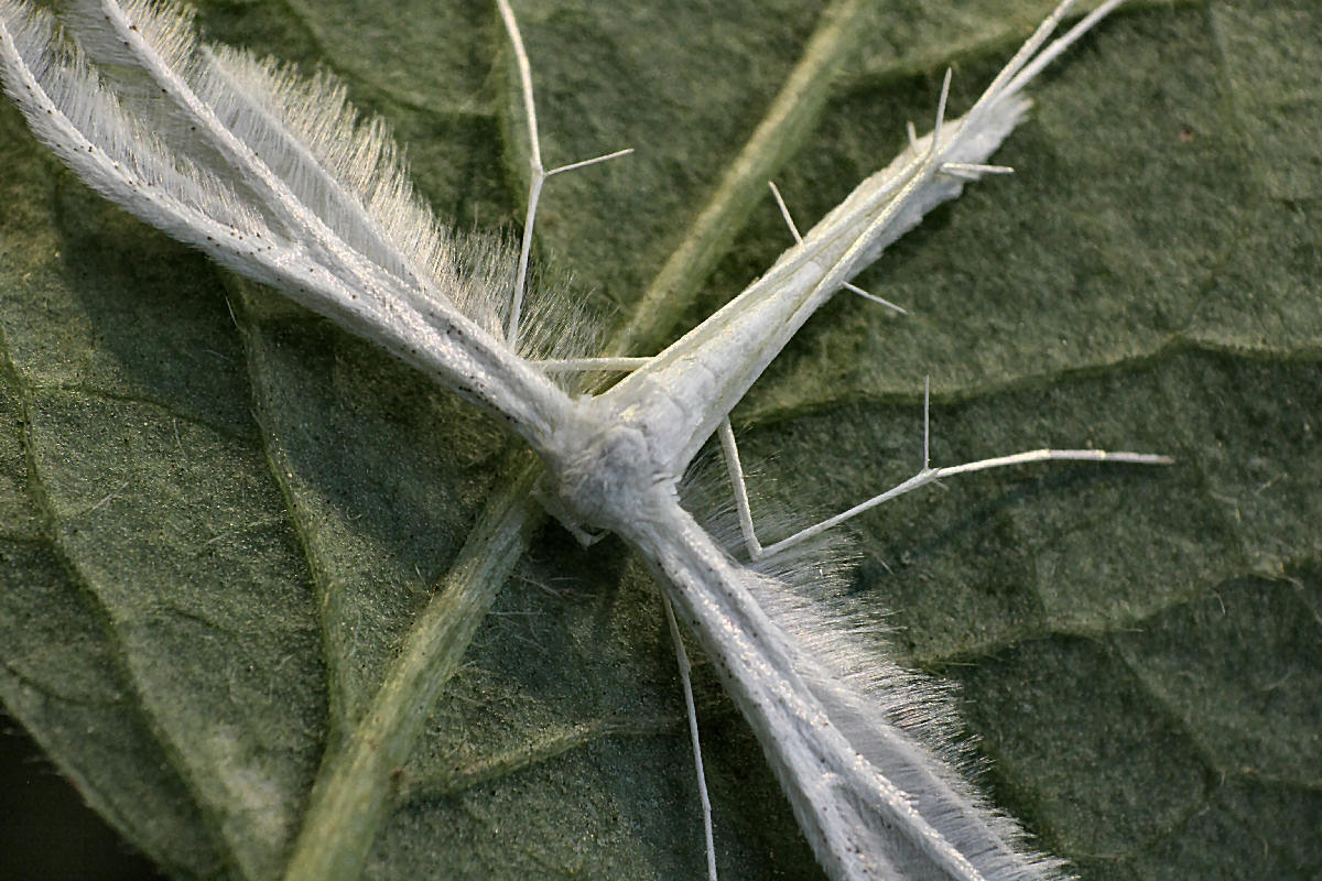 Pterophorus pentadactyla da confermare